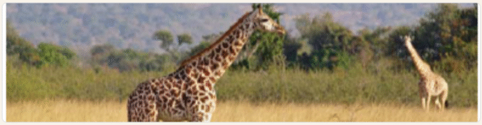 ONLINE QUIZ OF SRS FOR GRADE 4 ON UNIT Unit 7: Weather, flora and fauna.