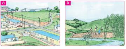 ONLINE QUIZ OF SRS GRADE THREE UNIT 2: OUR SECTOR