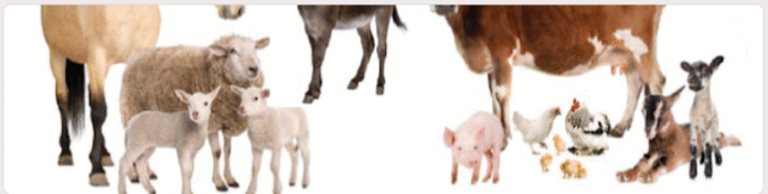 ONLINE QUIZ OF SRS FOR GRADE 4 Unit 11:Respect for God's Creatures